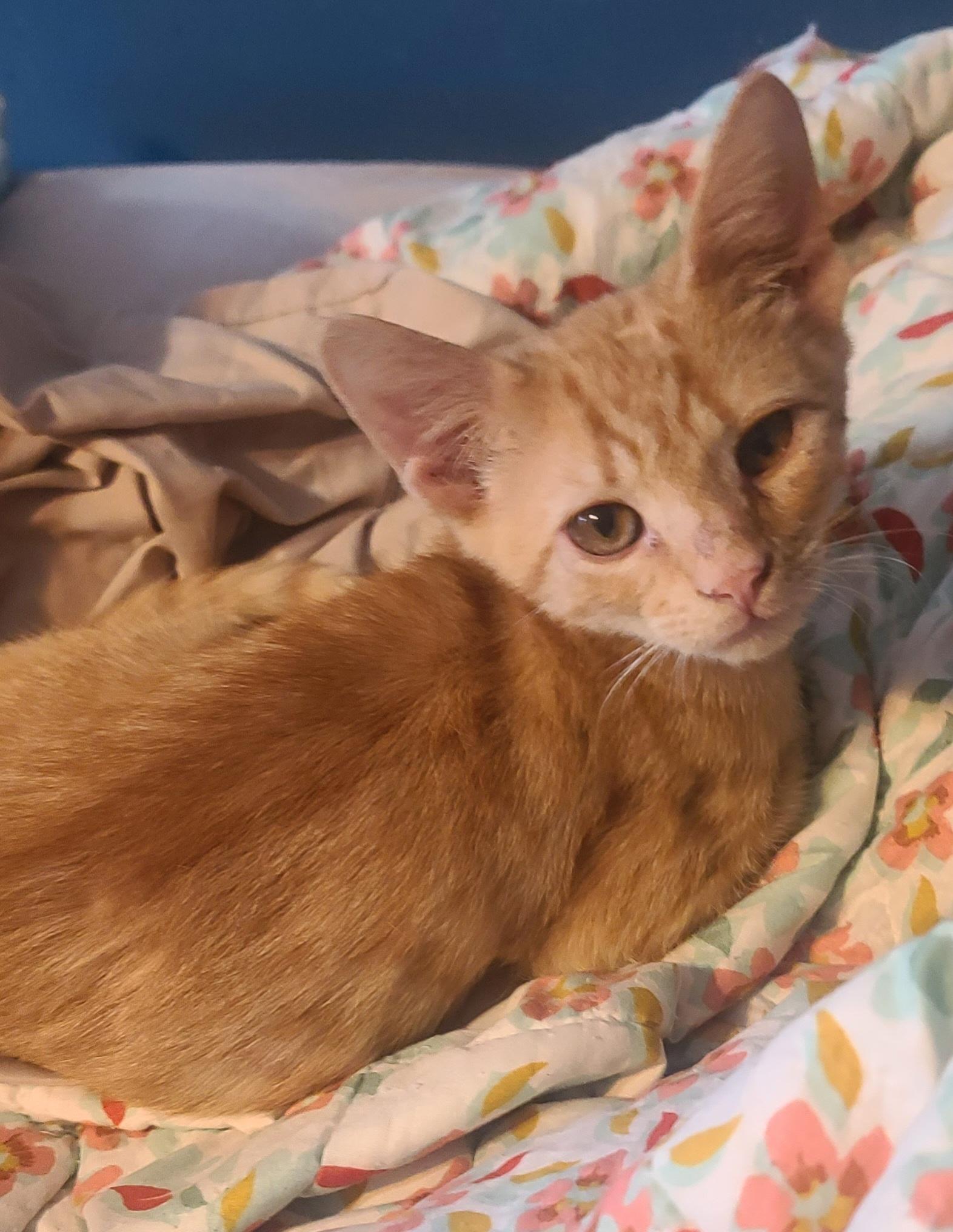 Enlarge RAMBO, a Adoptable American Shorthair in Elgin, SC image 3/3