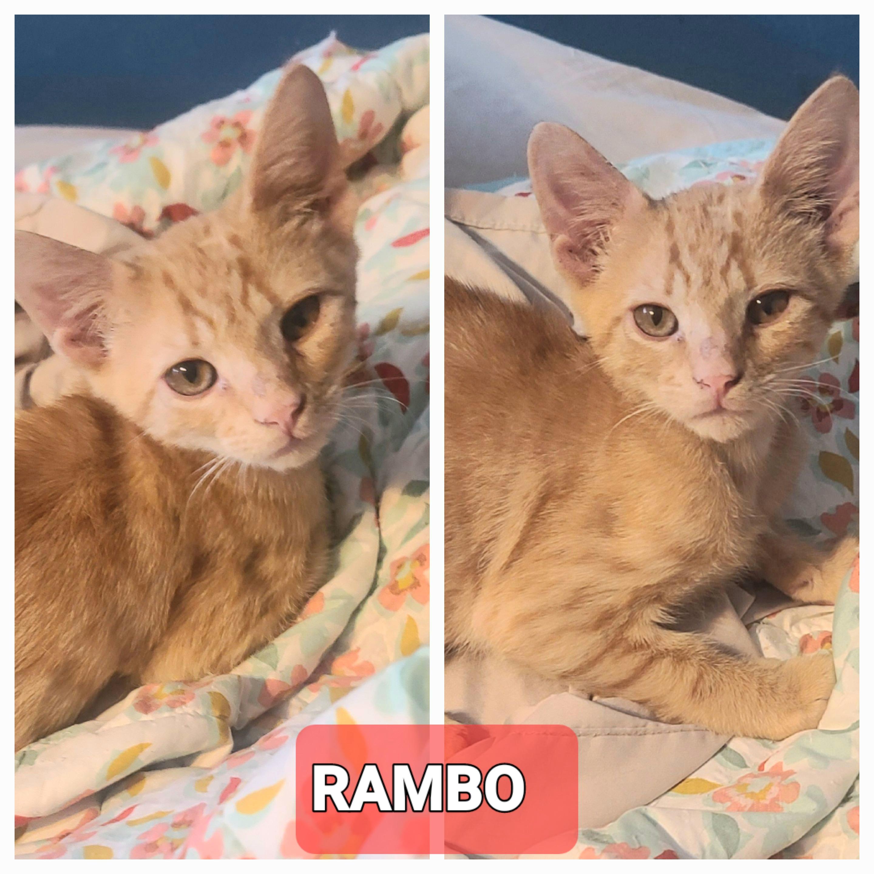 RAMBO, Adoptable, Young Male American Shorthair.