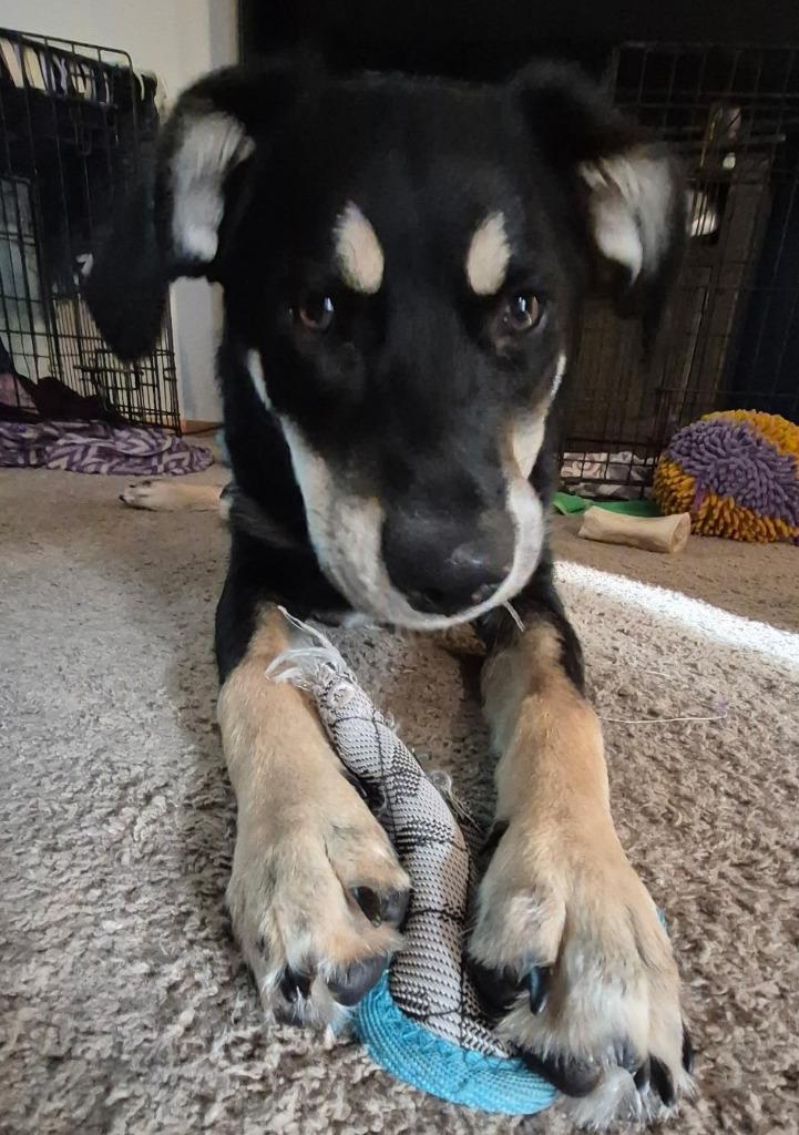 Enlarge Ace, a Adoptable mixed breed in St. Cloud, MN image 1/3