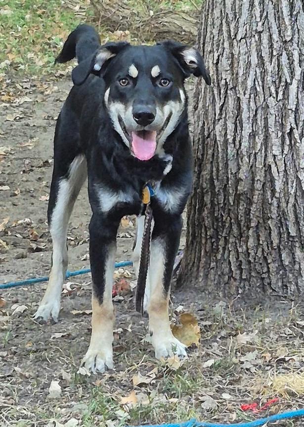 Ace, a Adoptable mixed breed in St. Cloud, MN image 2/4