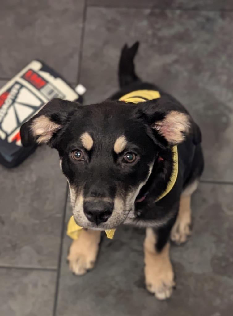 Enlarge Ace, a Adoptable mixed breed in St. Cloud, MN image 2/3