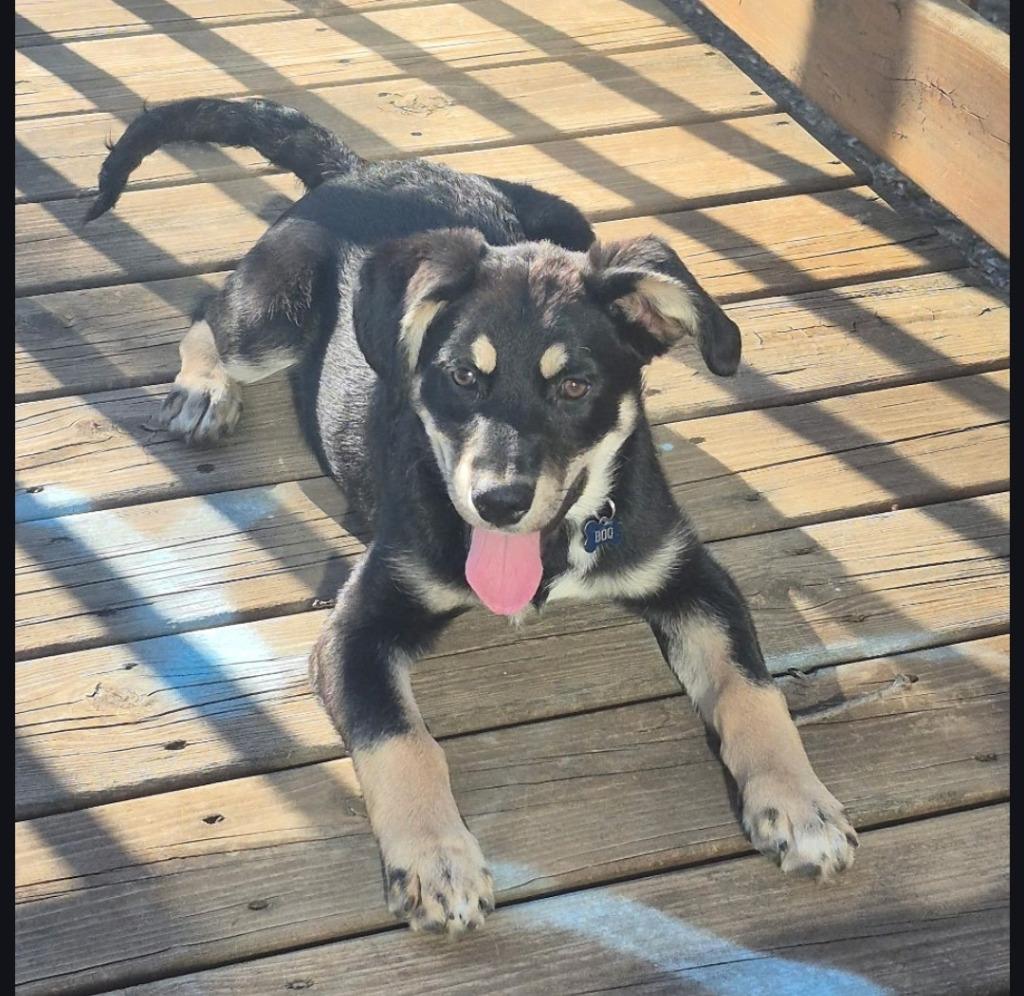 Enlarge Ace, a Adoptable mixed breed in St. Cloud, MN image 3/3