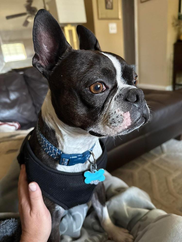 Duke Jackson, Adoptable, Senior Male Boston Terrier.