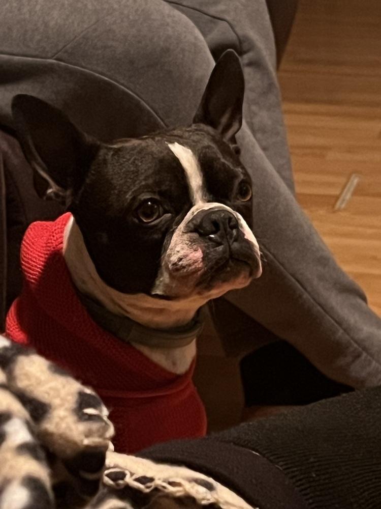 Enlarge Duke Jackson, a Adoptable Boston Terrier in Jackson, TN image 2/6