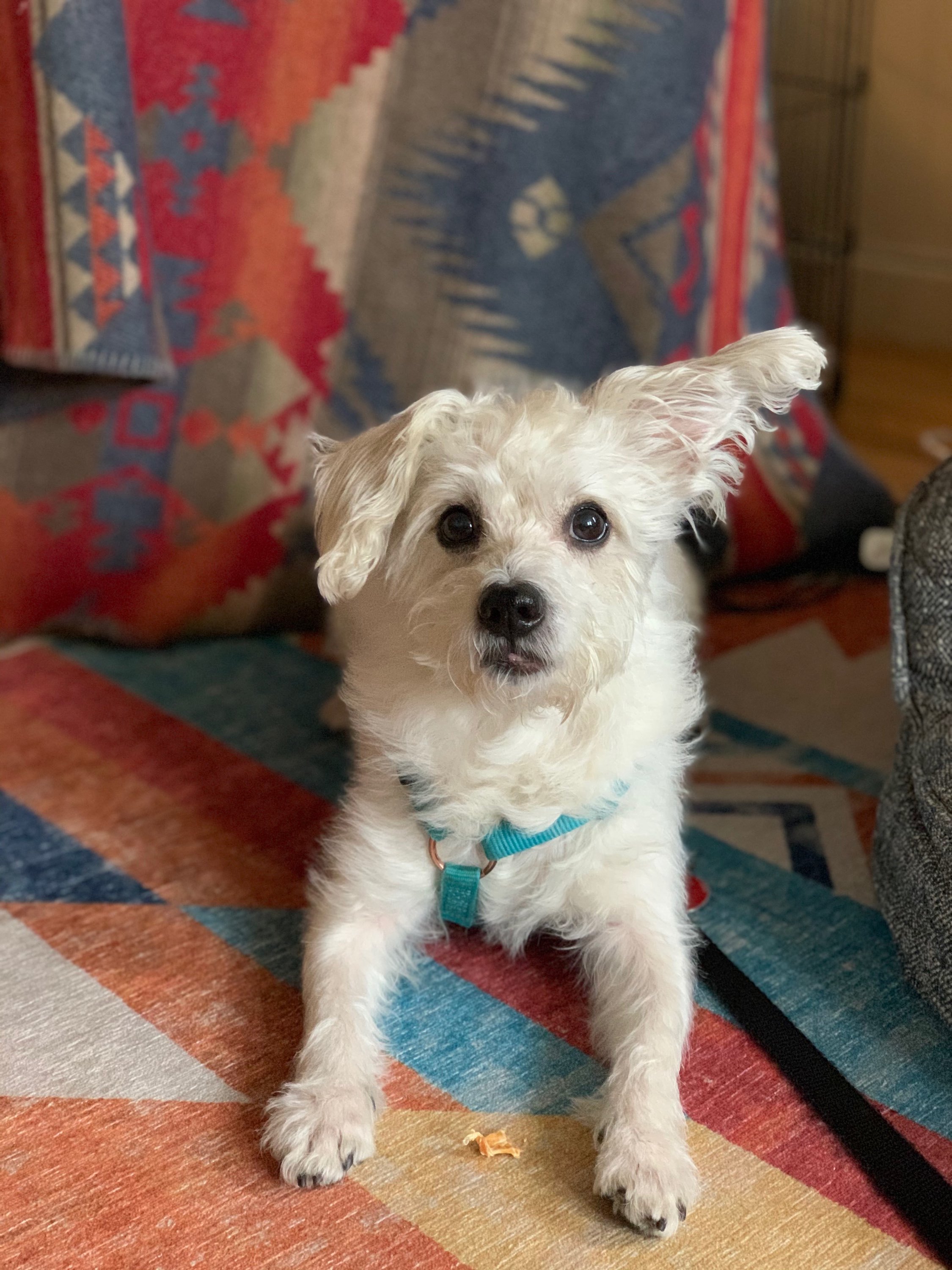 Gnarly- sanctuary, a Adoptable mixed breed in Belleville, NJ image 1/6