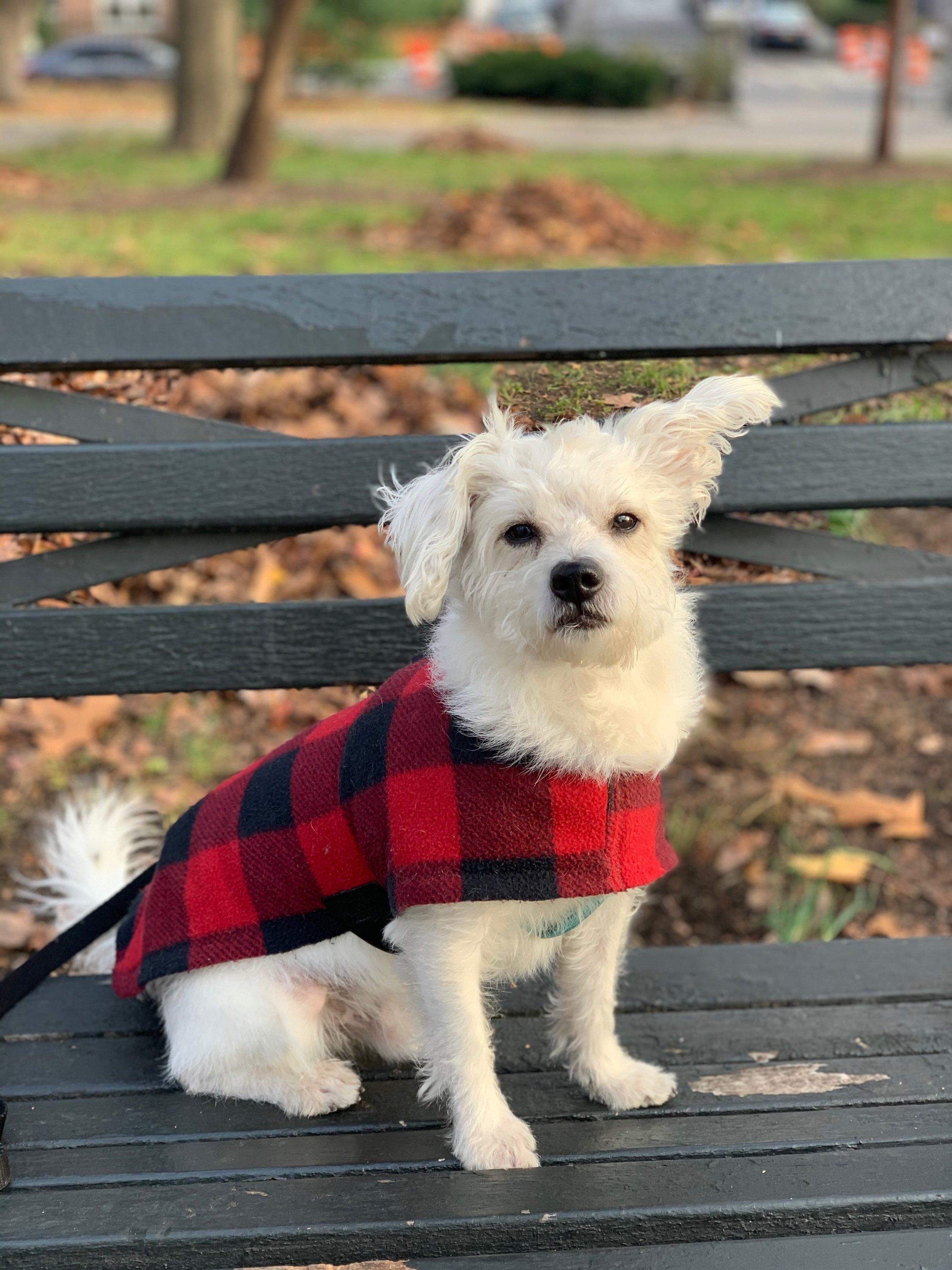 Gnarly- sanctuary, a Adoptable mixed breed in Belleville, NJ image 2/6