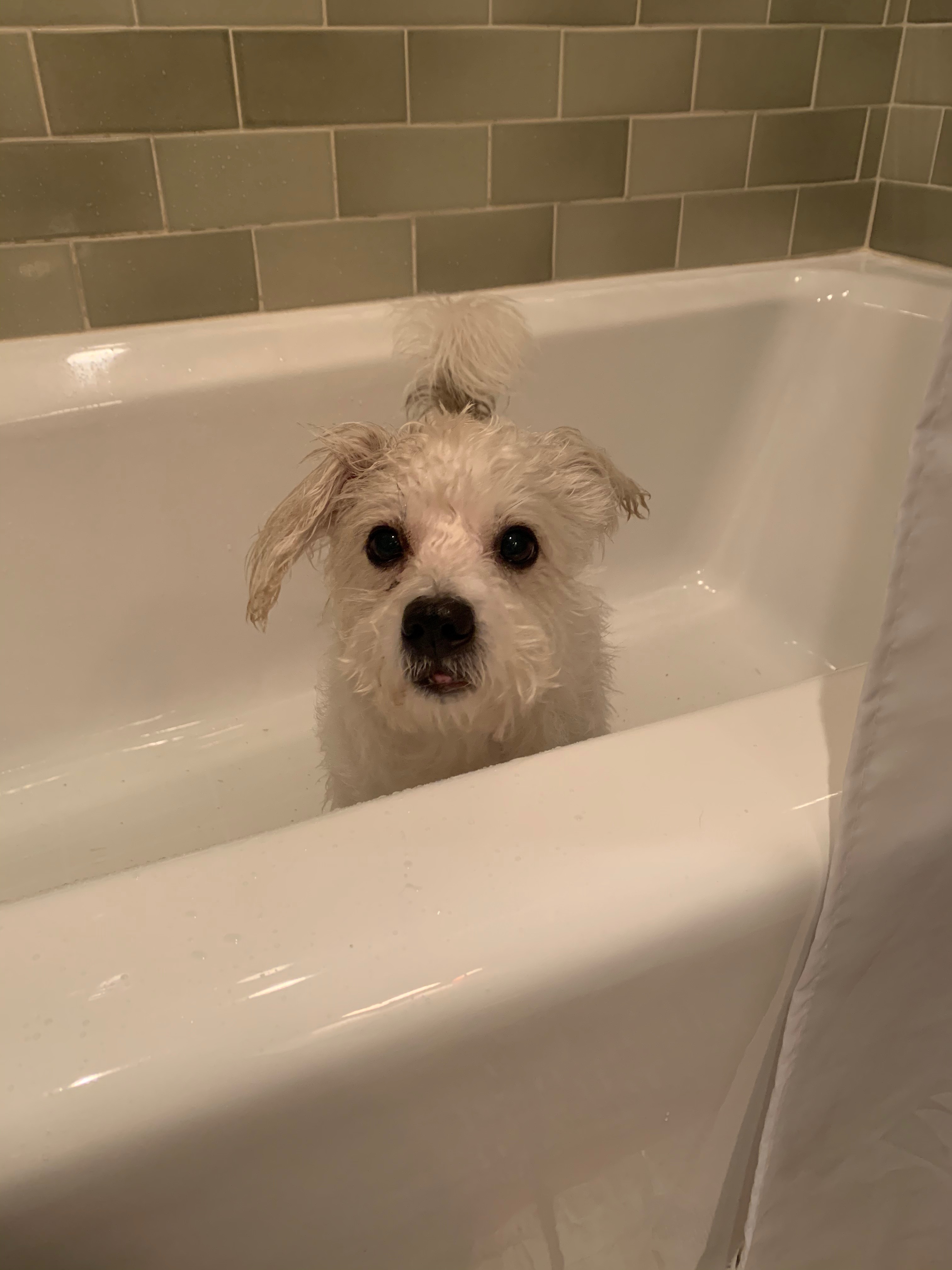 Gnarly- sanctuary, a Adoptable mixed breed in Belleville, NJ image 3/6