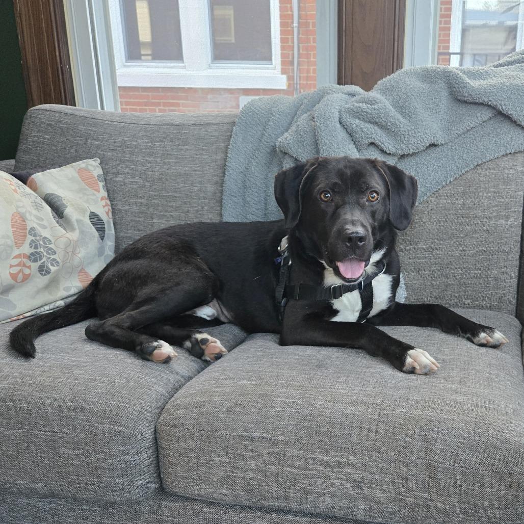 Gage, Adoptable, Young Male Labrador Retriever & Mixed Breed.