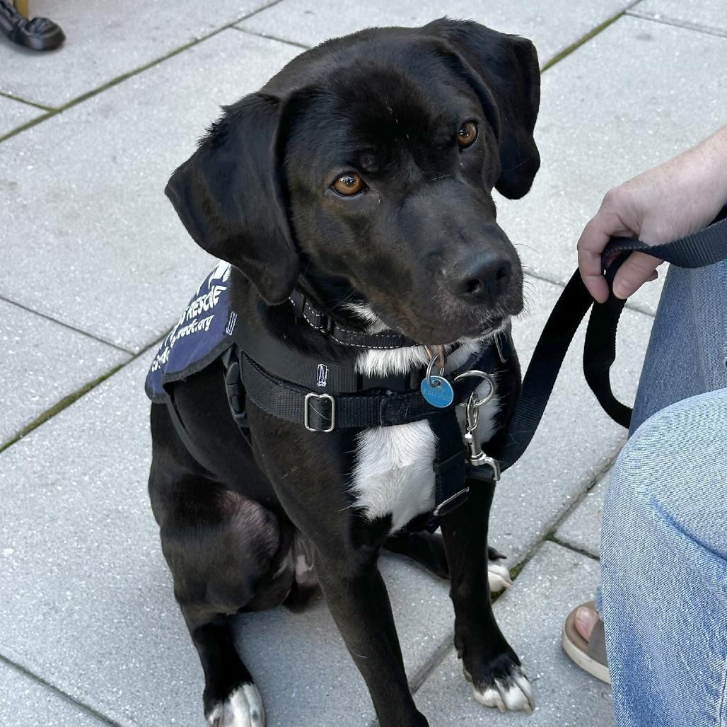 Gage, a Adoptable mixed breed in Washington, DC image 2/6
