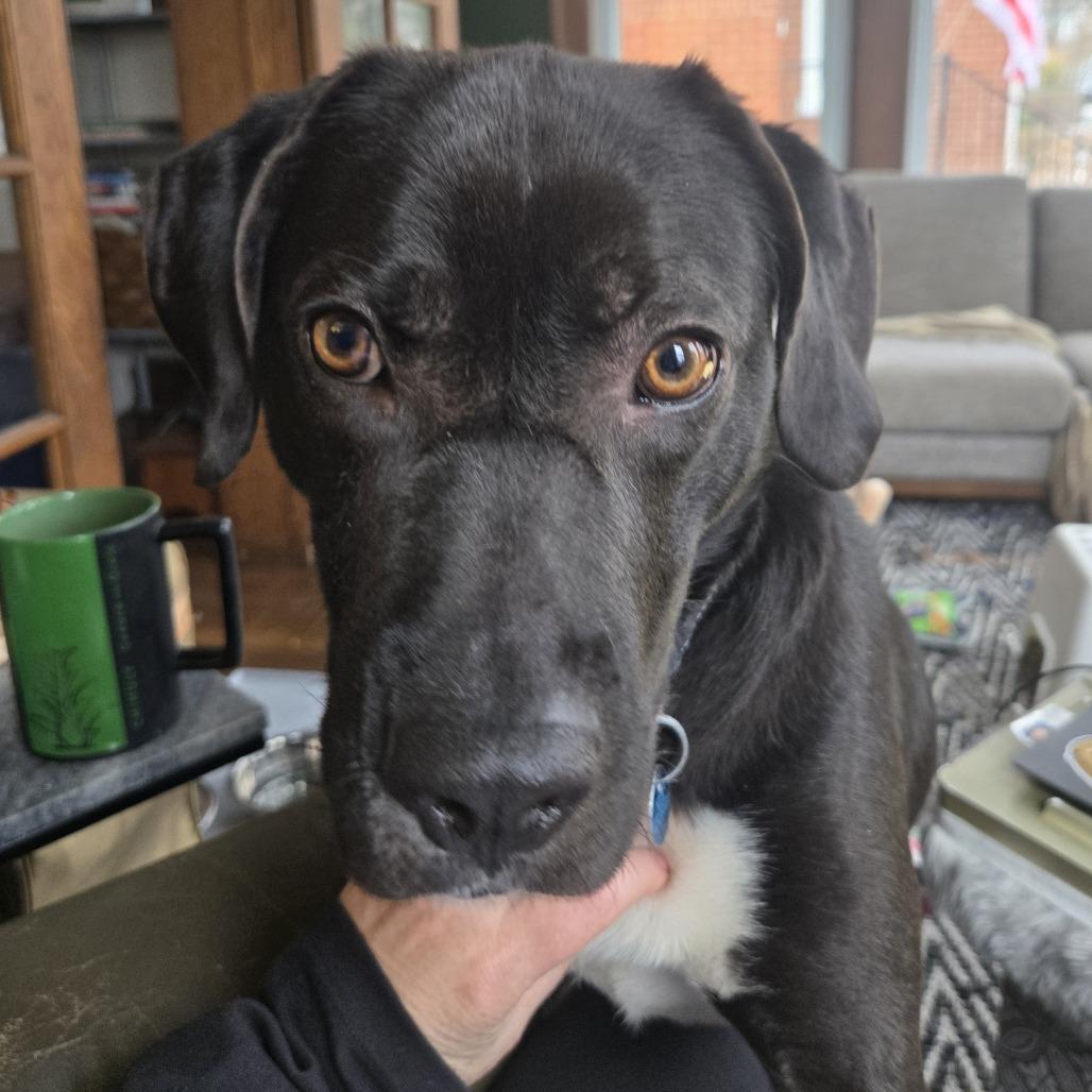 Gage, a Adoptable mixed breed in Washington, DC image 3/6