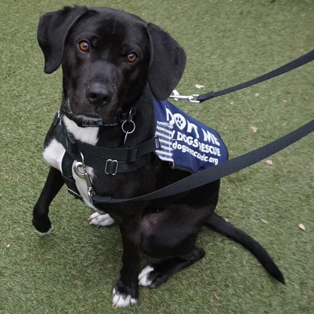 Gage, a Adoptable mixed breed in Washington, DC image 4/6