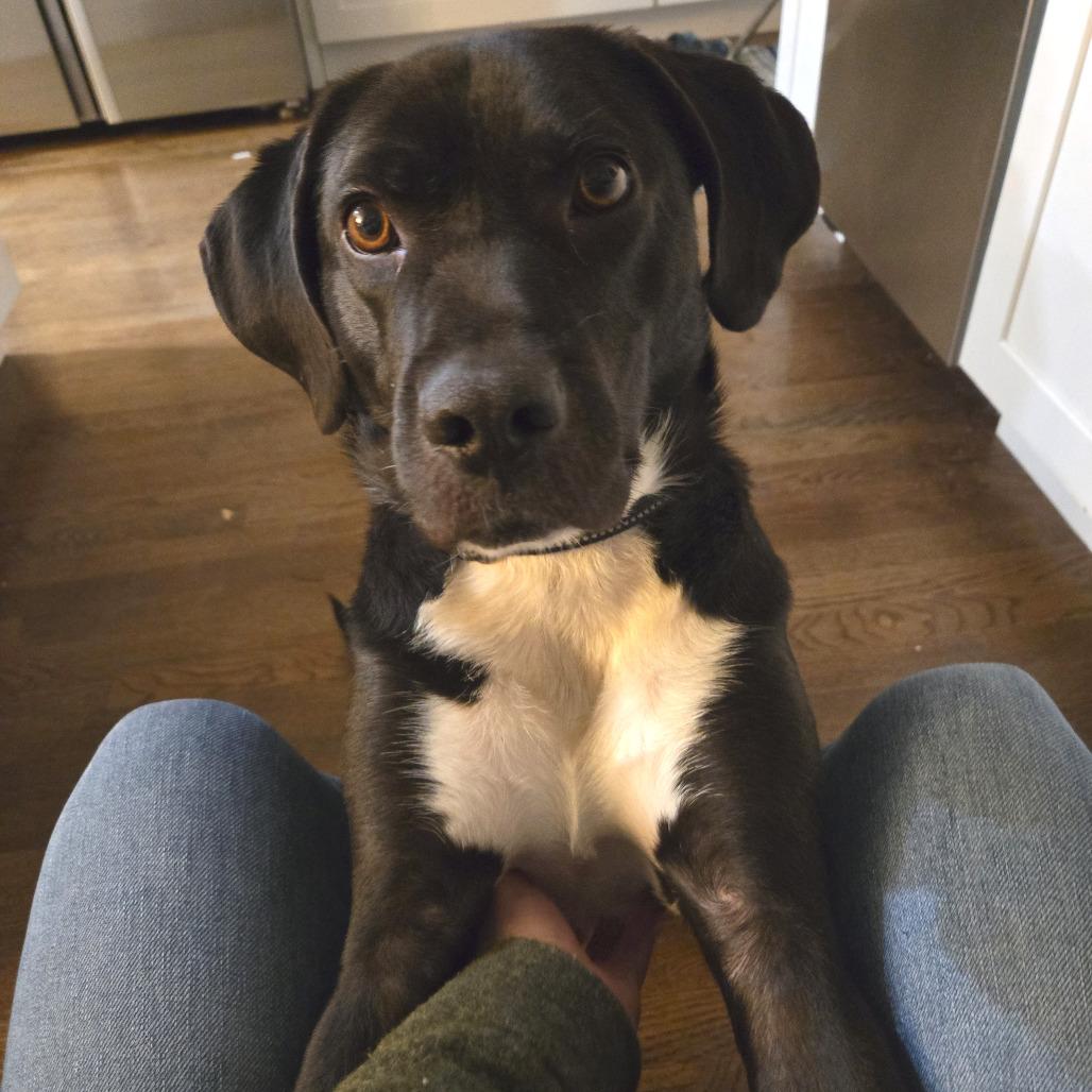 Gage, a Adoptable mixed breed in Washington, DC image 6/6