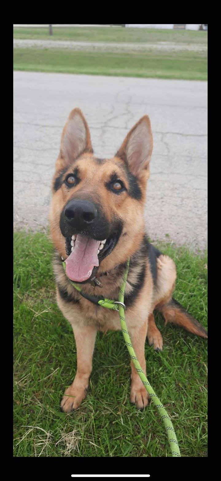 Delgado, Adoptable, Young Male German Shepherd Dog.