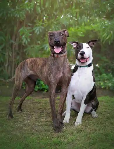 Enzo & Parker *COURTESY POSTING*, Adoptable, Adult Male Greyhound.