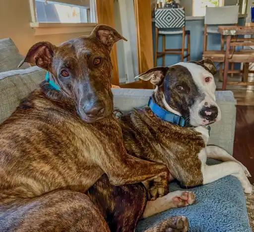 Enlarge Enzo & Parker *COURTESY POSTING*, a Adoptable mixed breed in Agoura Hills, CA image 4/5