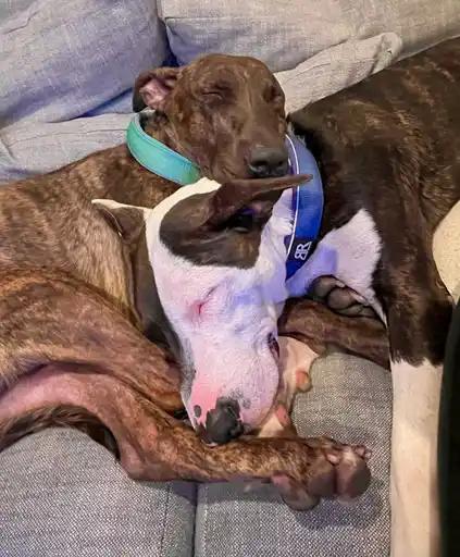 Enlarge Enzo & Parker *COURTESY POSTING*, a Adoptable mixed breed in Agoura Hills, CA image 5/5