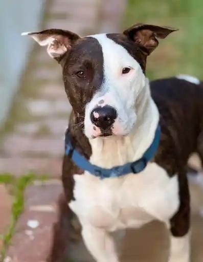 Enlarge Enzo & Parker *COURTESY POSTING*, a Adoptable mixed breed in Agoura Hills, CA image 2/5