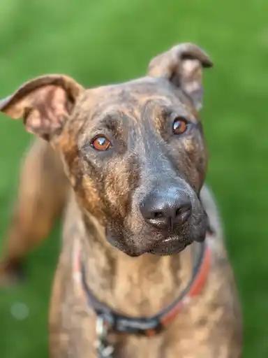 Enlarge Enzo & Parker *COURTESY POSTING*, a Adoptable mixed breed in Agoura Hills, CA image 3/5