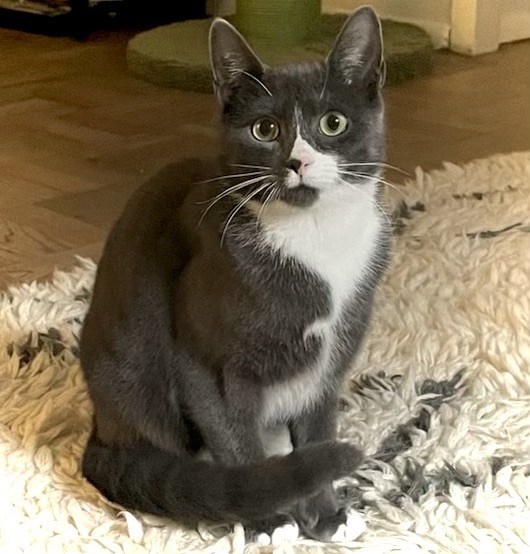 Enlarge Socks, a Adoptable Domestic Short Hair in Greenwich, CT image 2/6