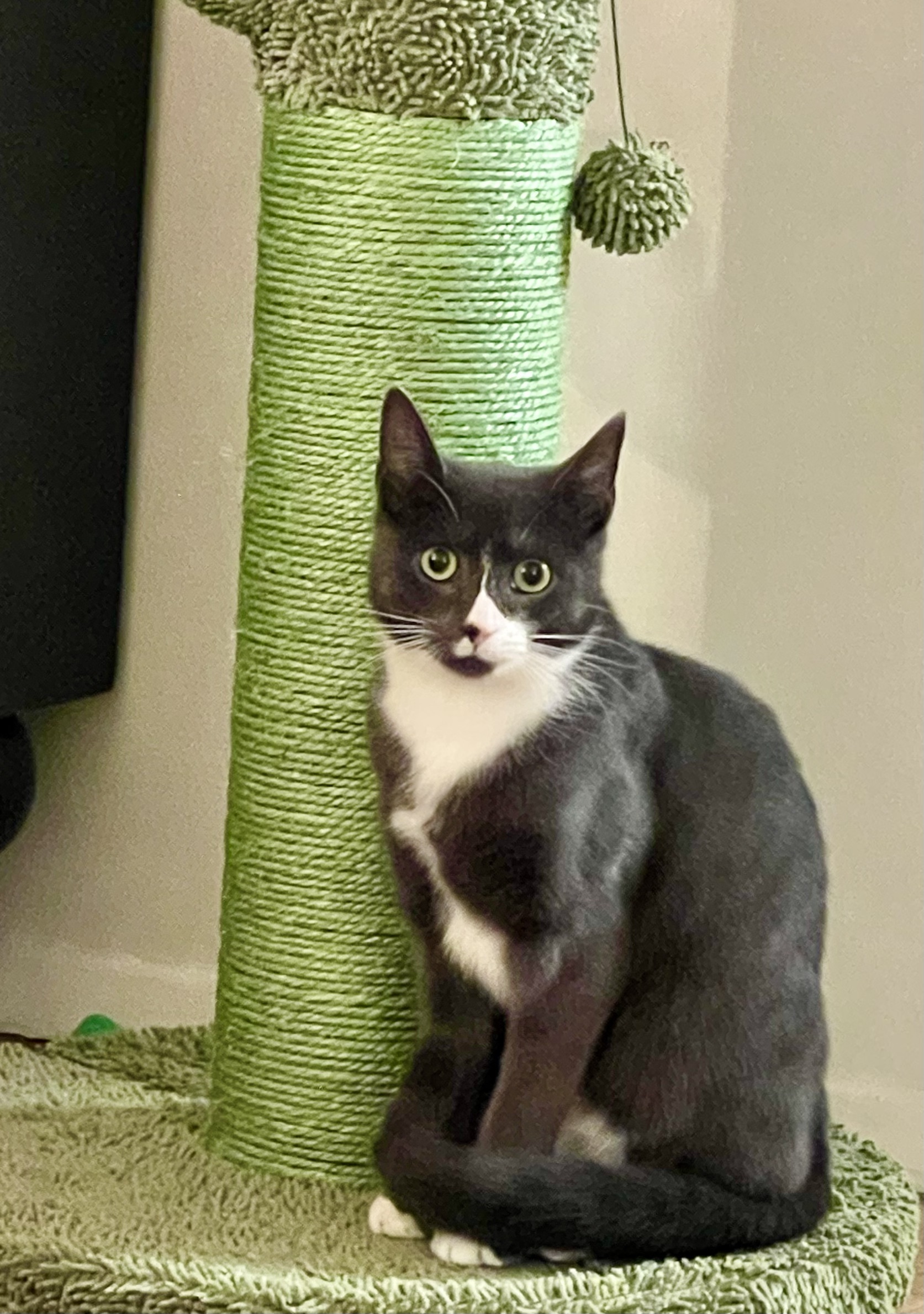 Enlarge Socks, a Adoptable Domestic Short Hair in Greenwich, CT image 5/6