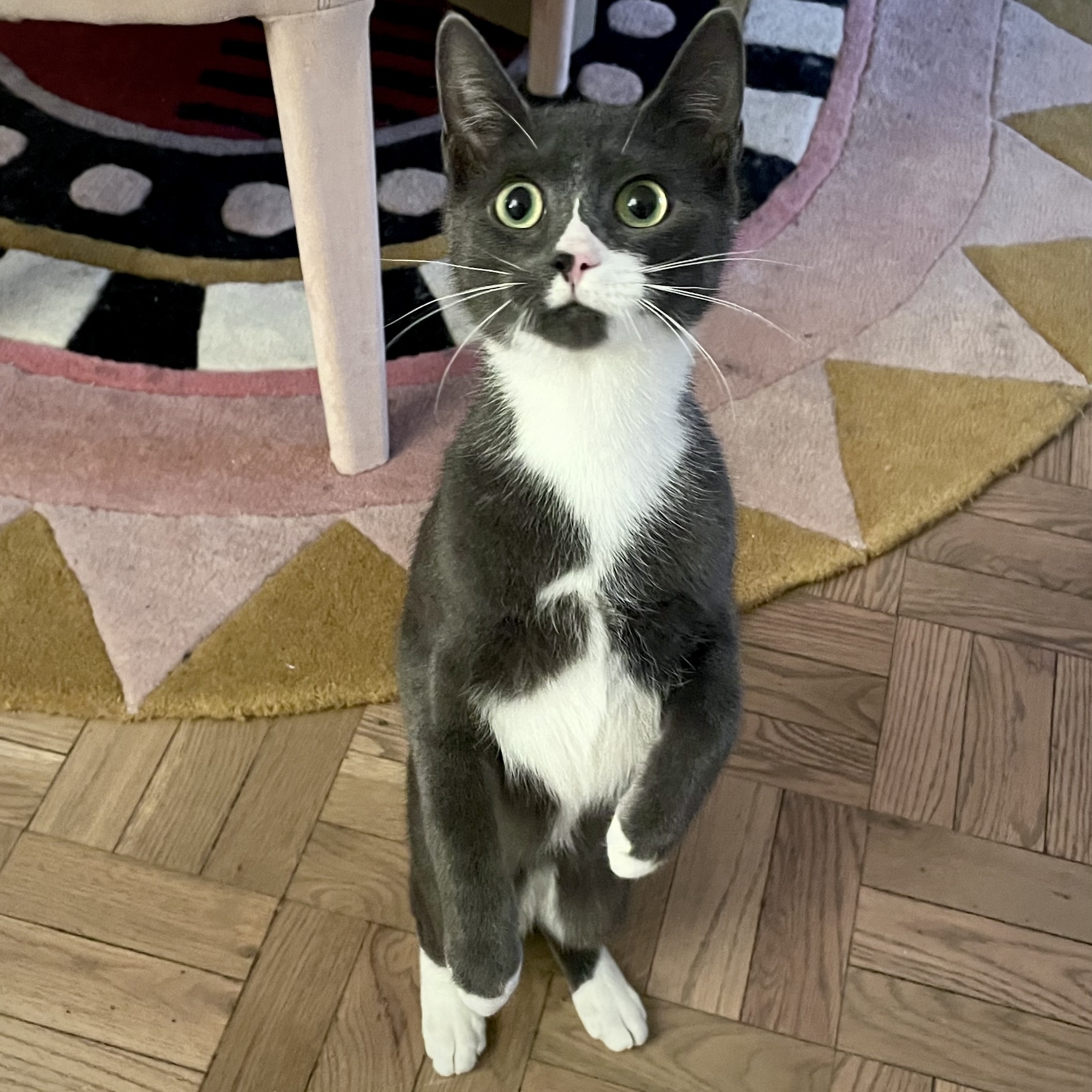 Enlarge Socks, a Adoptable Domestic Short Hair in Greenwich, CT image 6/6