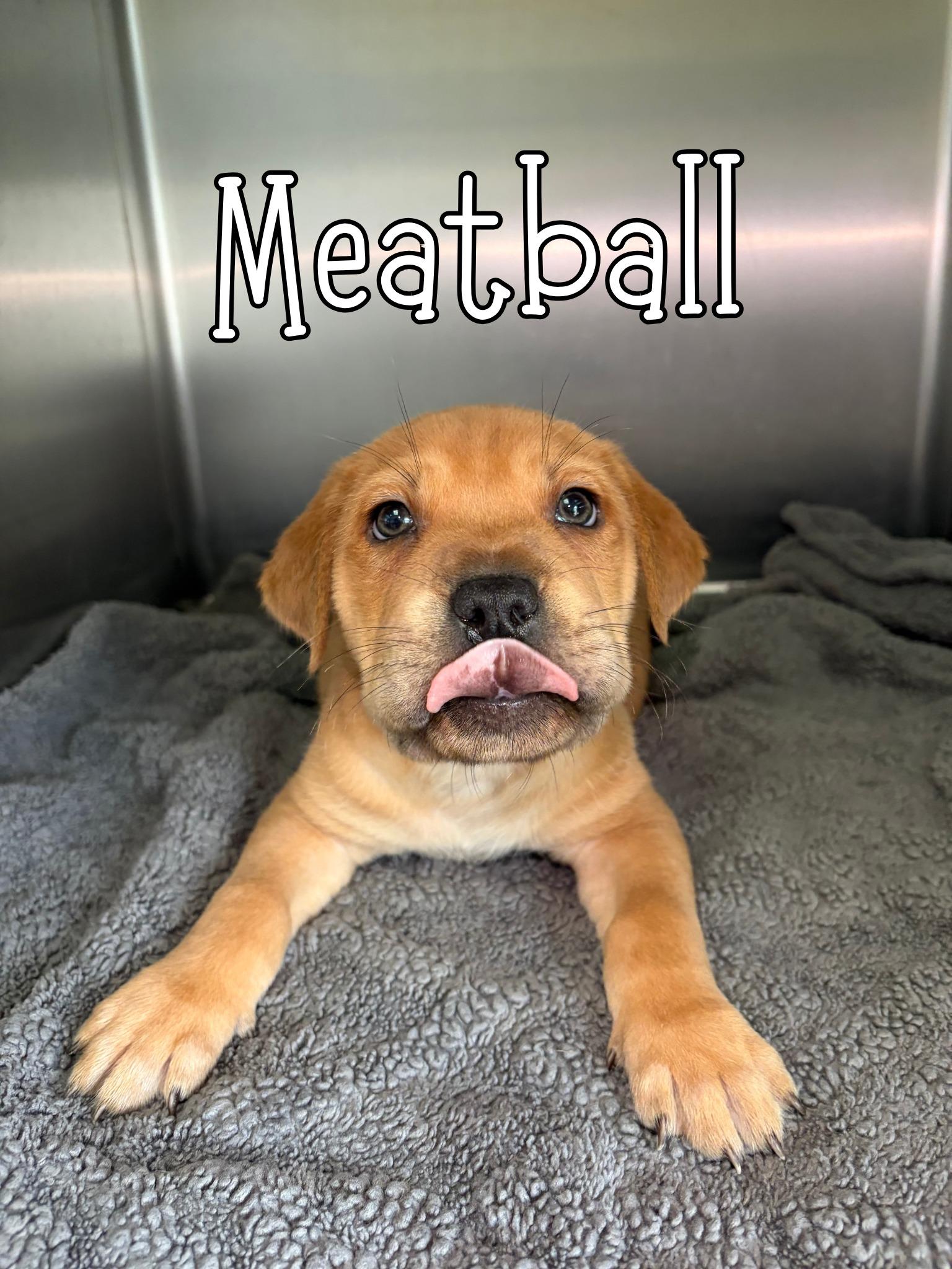 Meatball, ADOPTABLE, Puppy Male Shar-Pei.