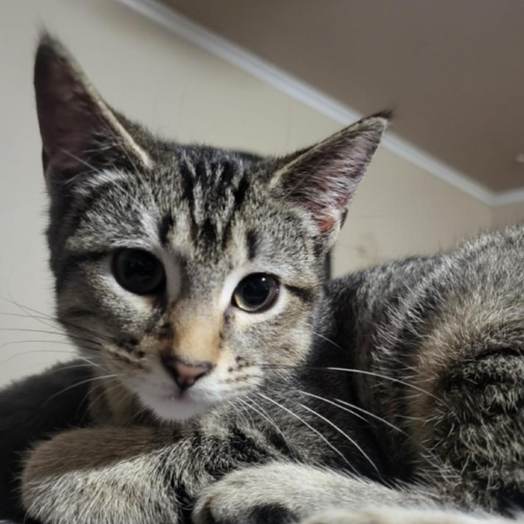 Evelyn, Adoptable, Kitten Female American Shorthair & Siamese.