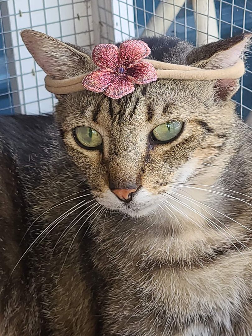 Crystal, Adoptable, Adult Female Tiger & Domestic Short Hair.