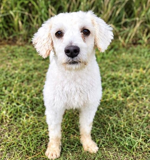 Blanco, Adoptable, Adult Male Miniature Poodle.