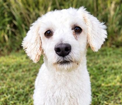 Enlarge Blanco, a Adoptable mixed breed in Jackson, MI image 2/5