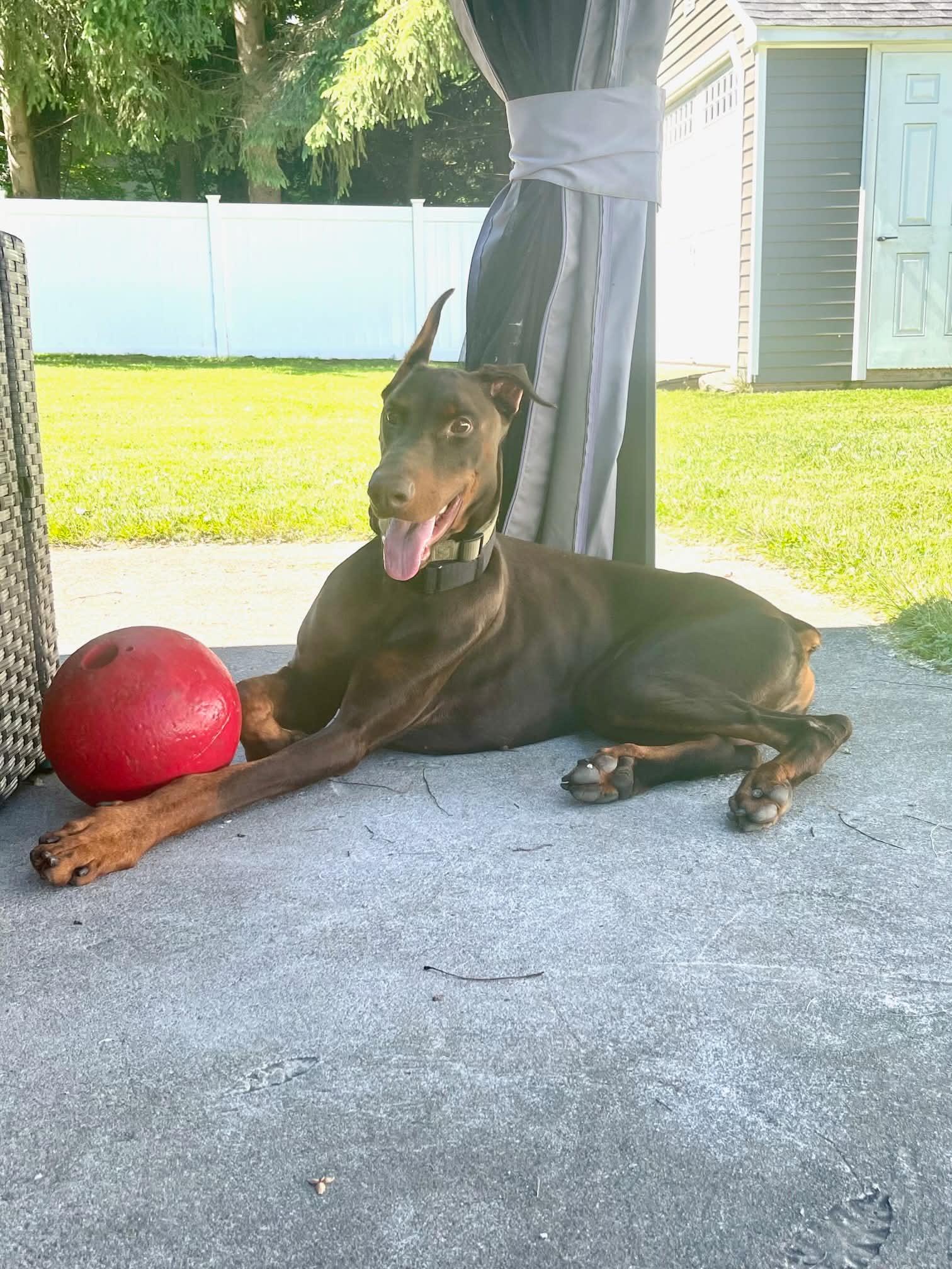 Onyx, Adoptable, Adult Male Doberman Pinscher.
