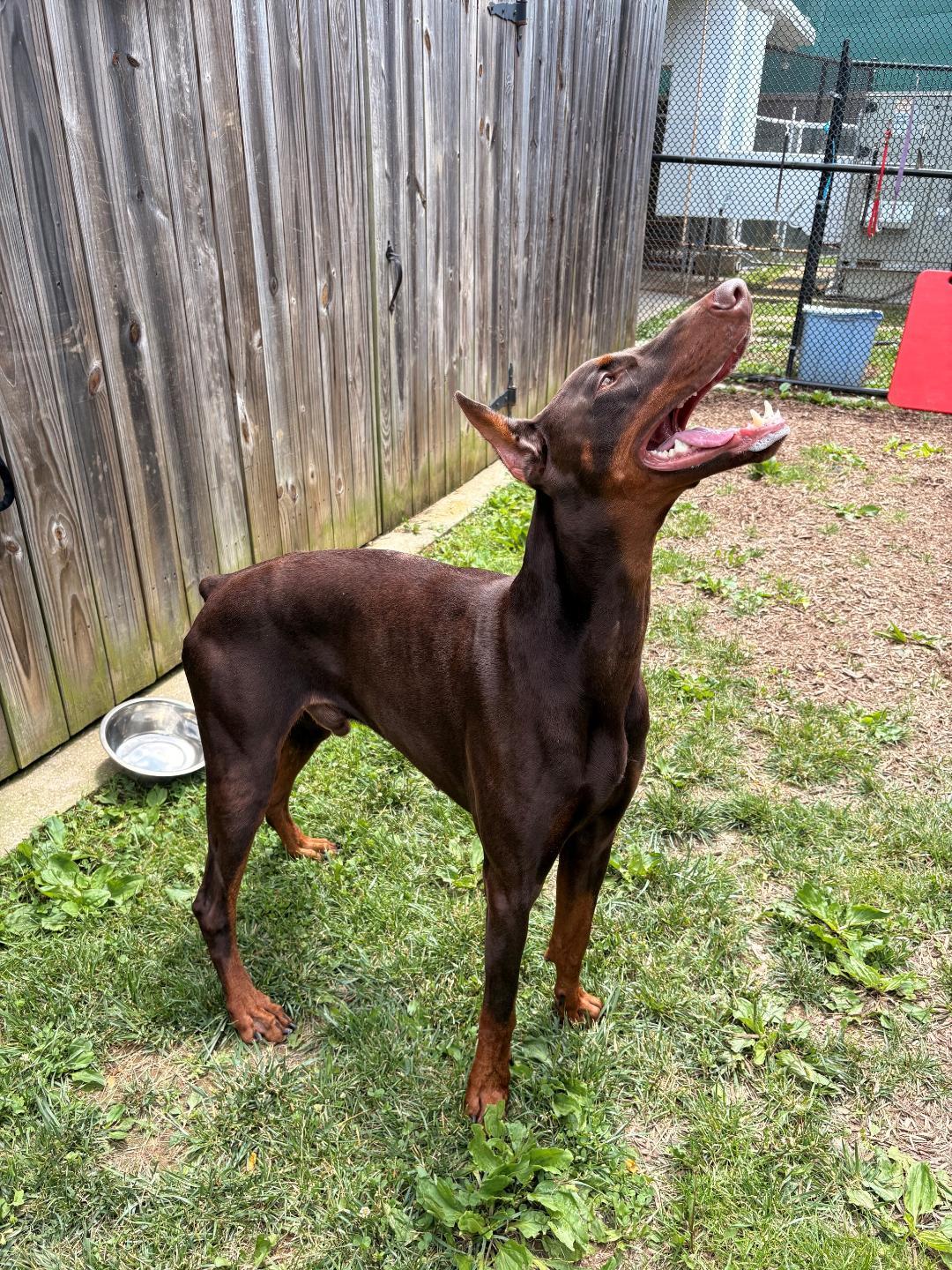 Enlarge Onyx, a Adoptable Doberman Pinscher in Fleetwood, PA image 3/3