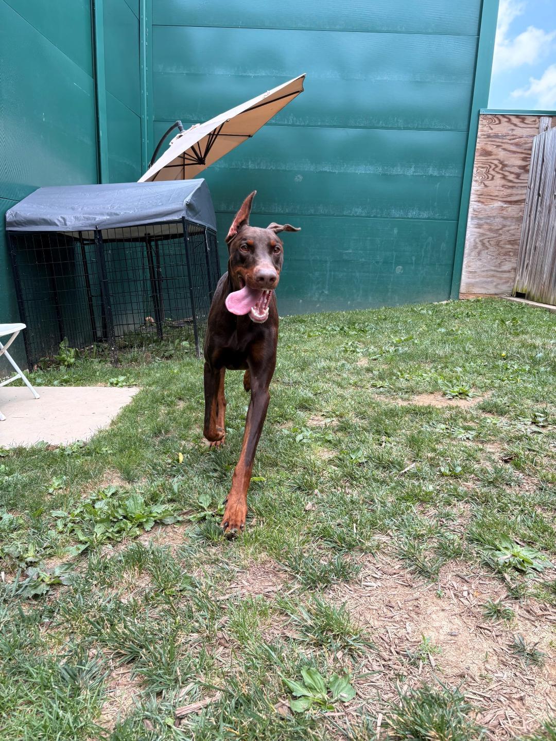 Enlarge Onyx, a Adoptable Doberman Pinscher in Fleetwood, PA image 2/3