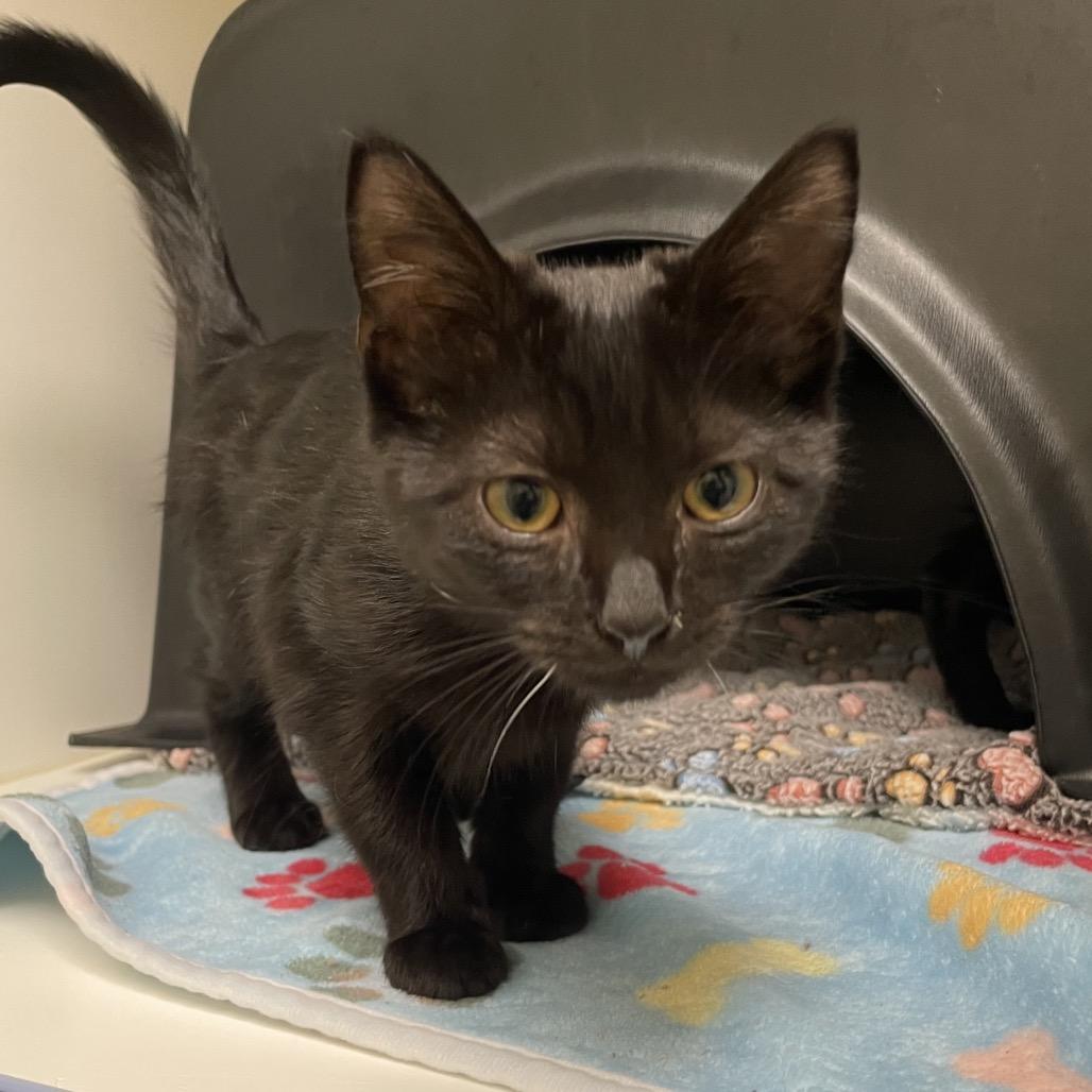 Dally, Adoptable, Young Female Domestic Short Hair.