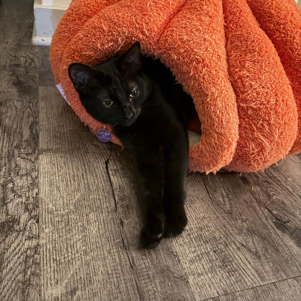 Enlarge Dally, a Adoptable Domestic Short Hair in Nashville, TN image 2/2