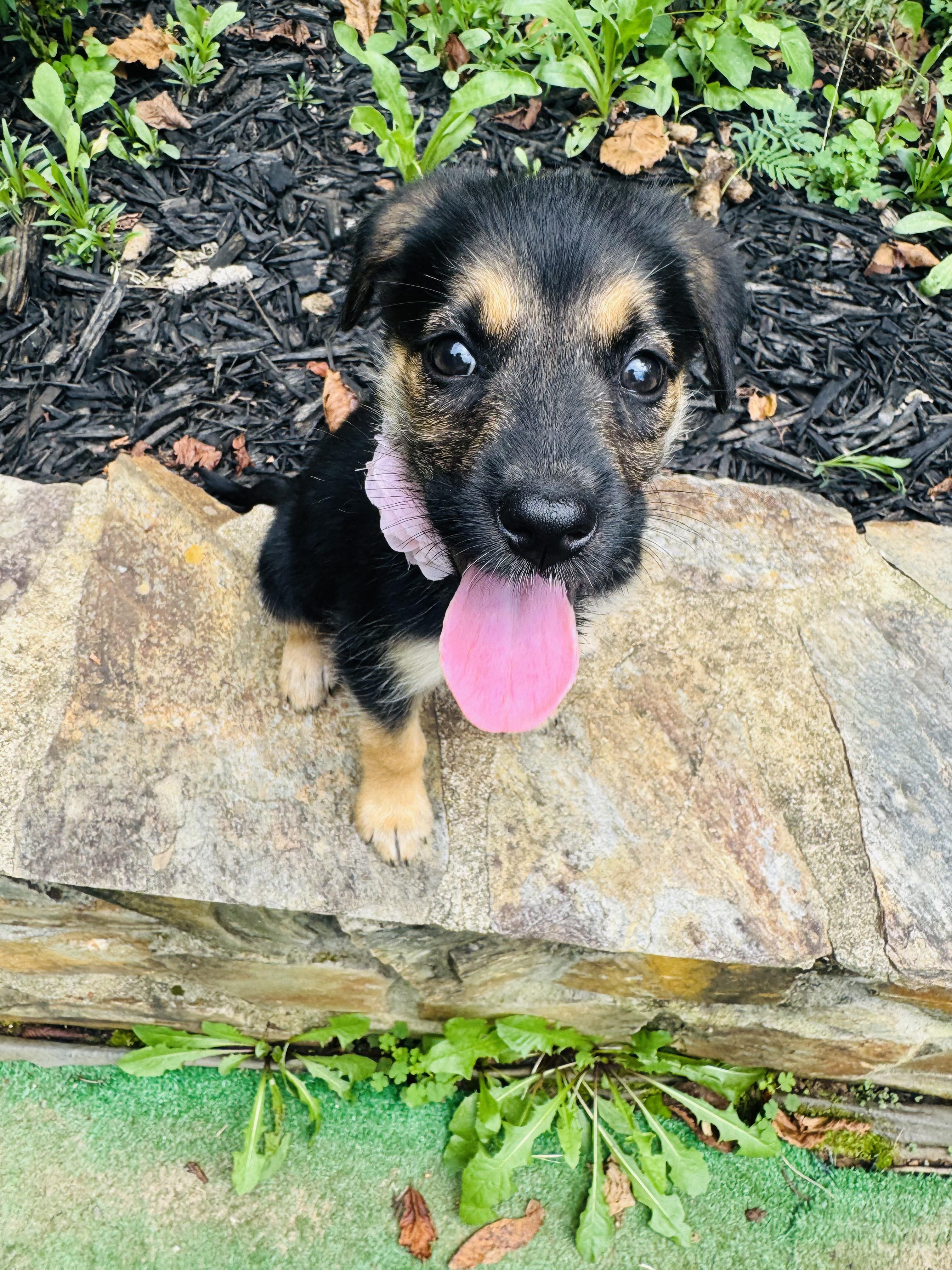 Cleo