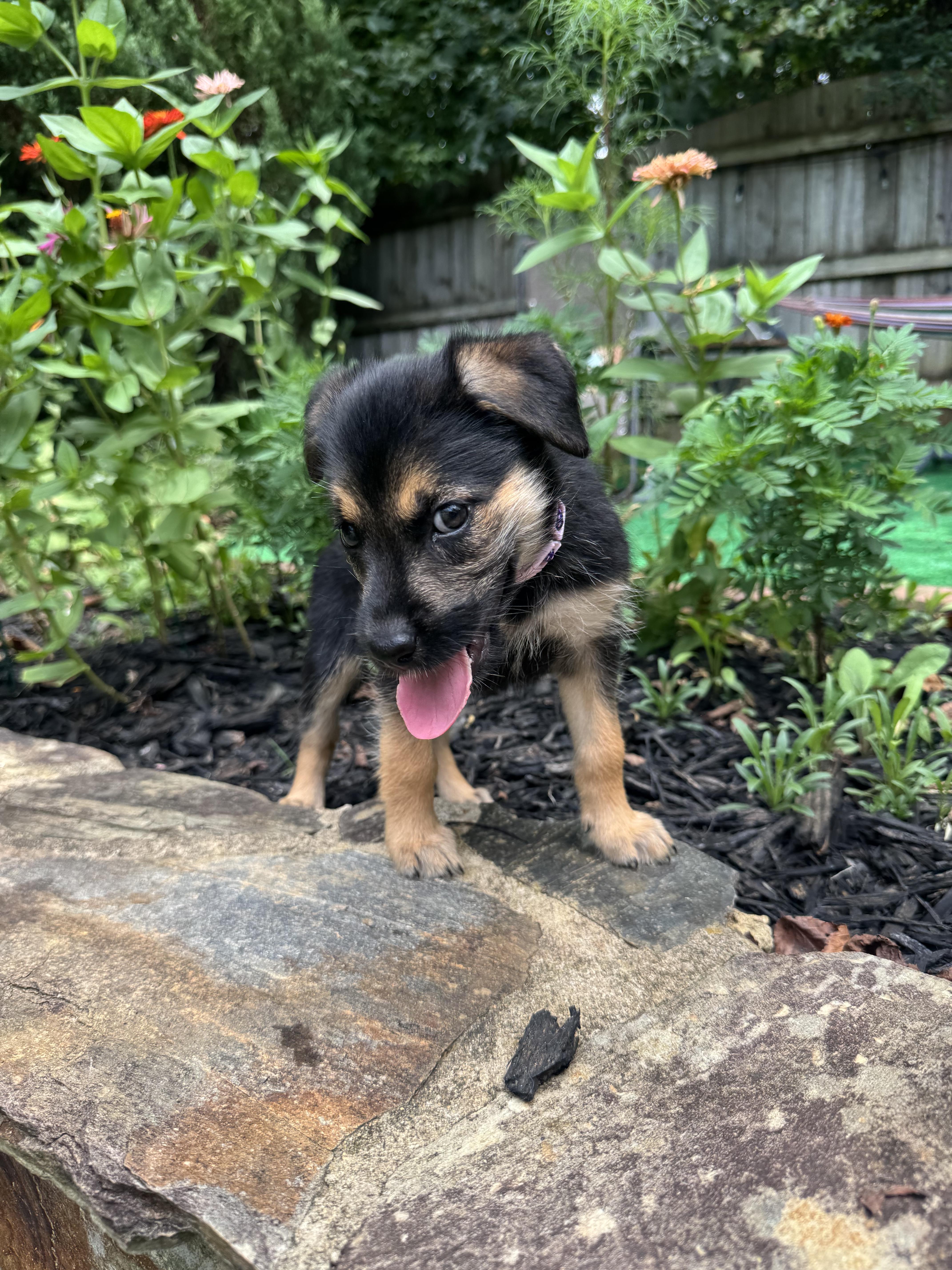Cleo