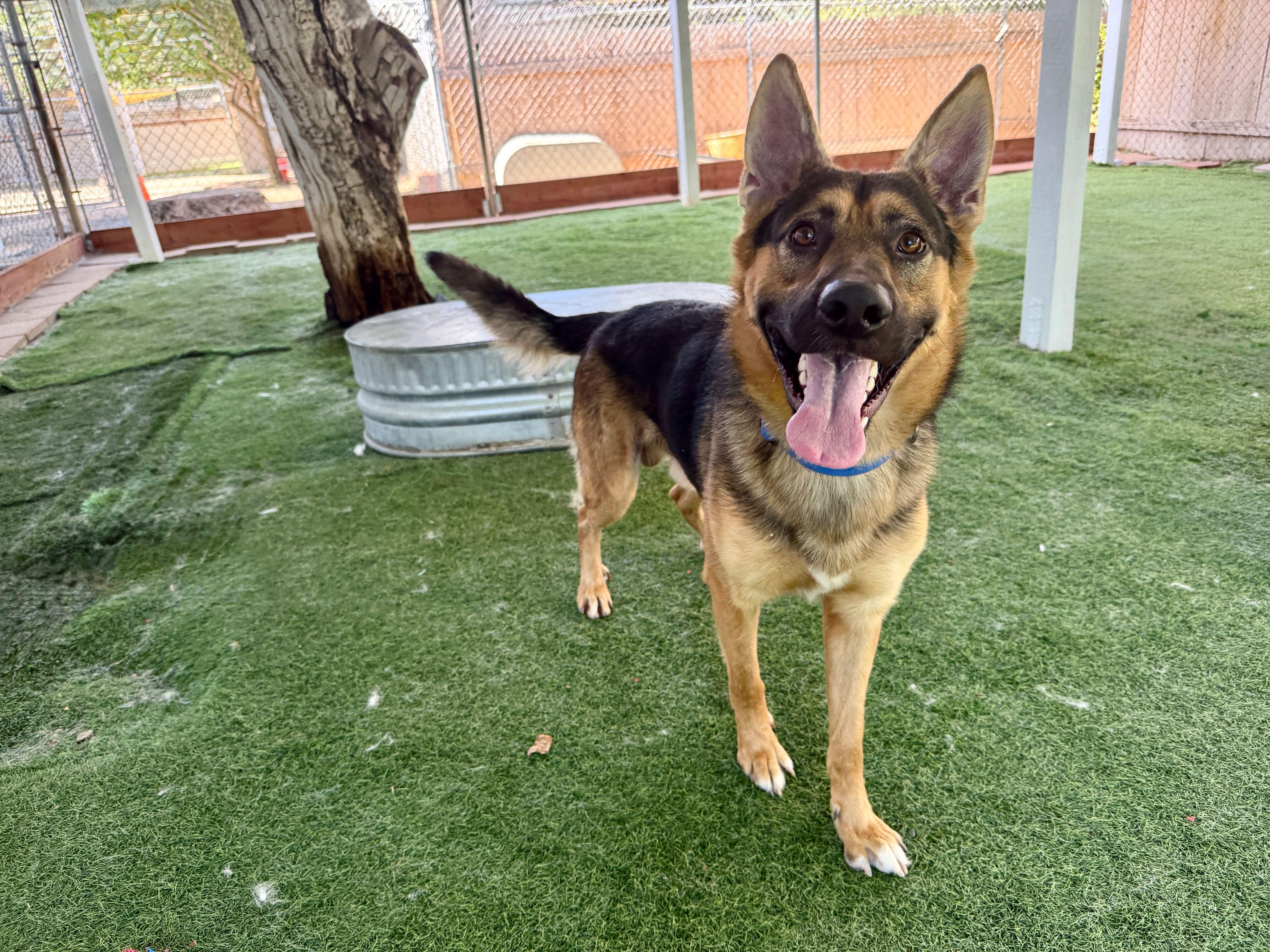 Enlarge Reno, an adopted German Shepherd Dog in San Diego, CA image 2/2