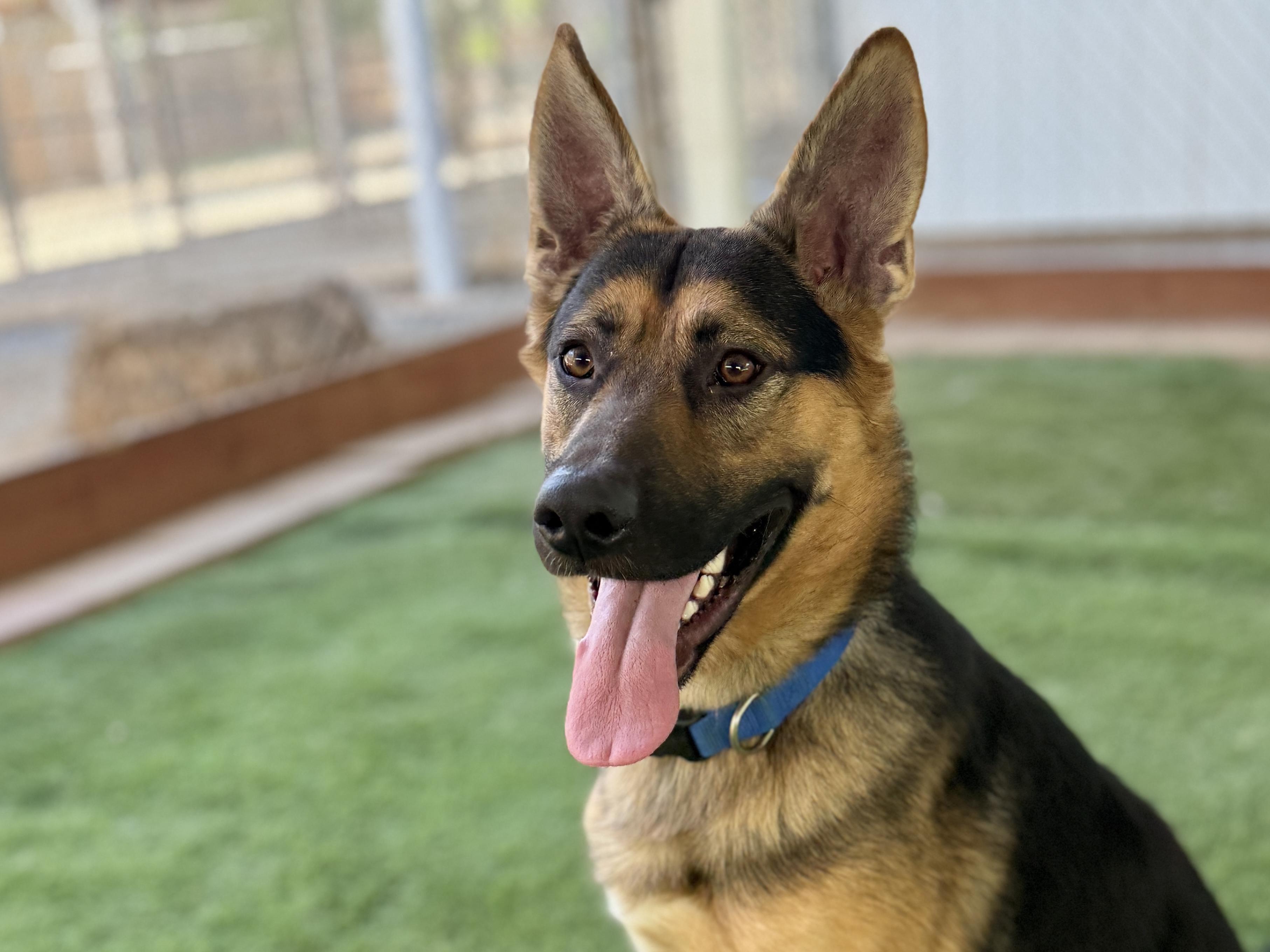 Reno, adopted, Adult Male German Shepherd Dog.