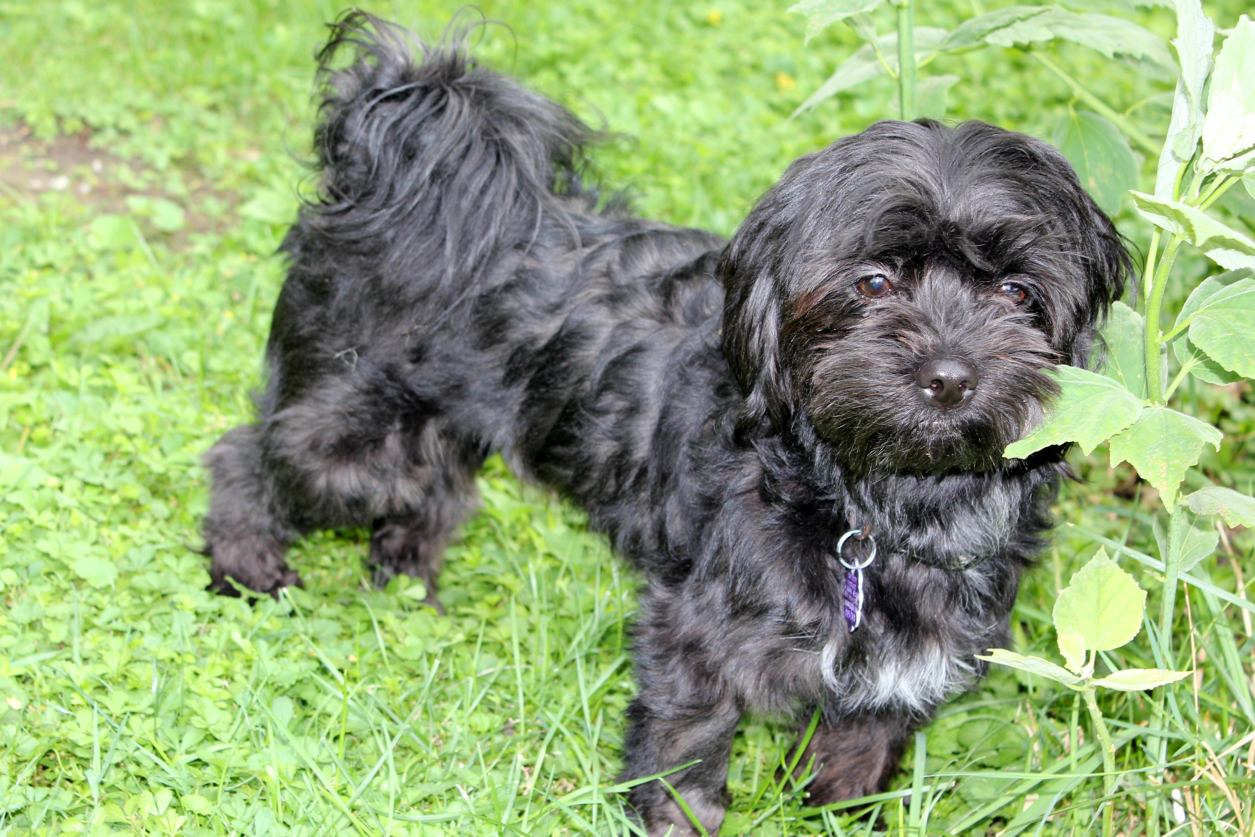 Enlarge Bruno, a ADOPTABLE mixed breed in Chatham, ON image 2/3