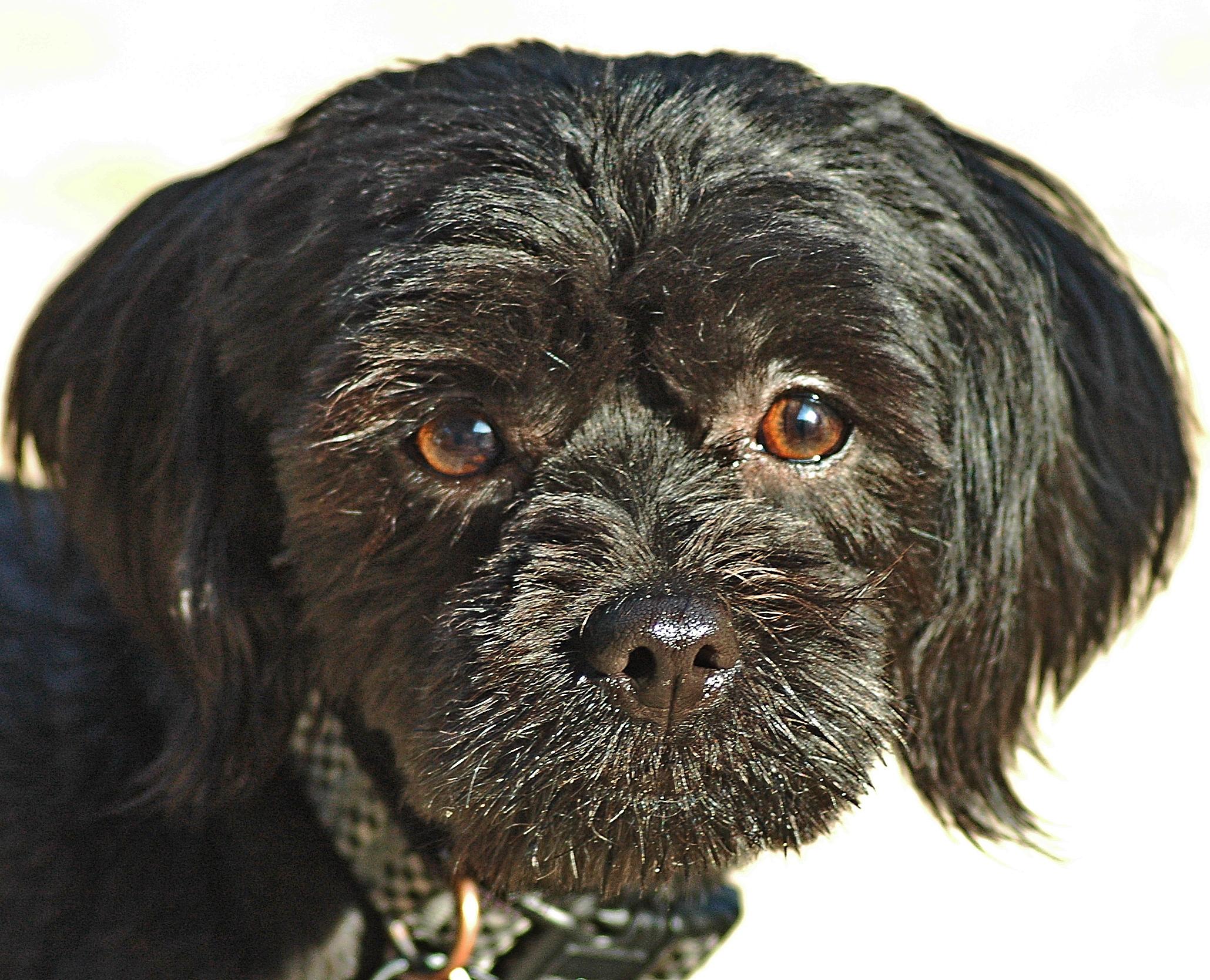 Bruno, ADOPTABLE, Adult Male Havanese & Shih Tzu.