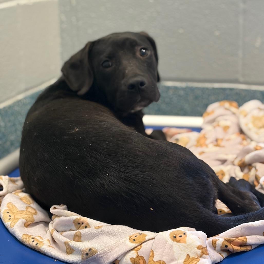 Bart, Adoptable, Young Male Pit Bull Terrier.