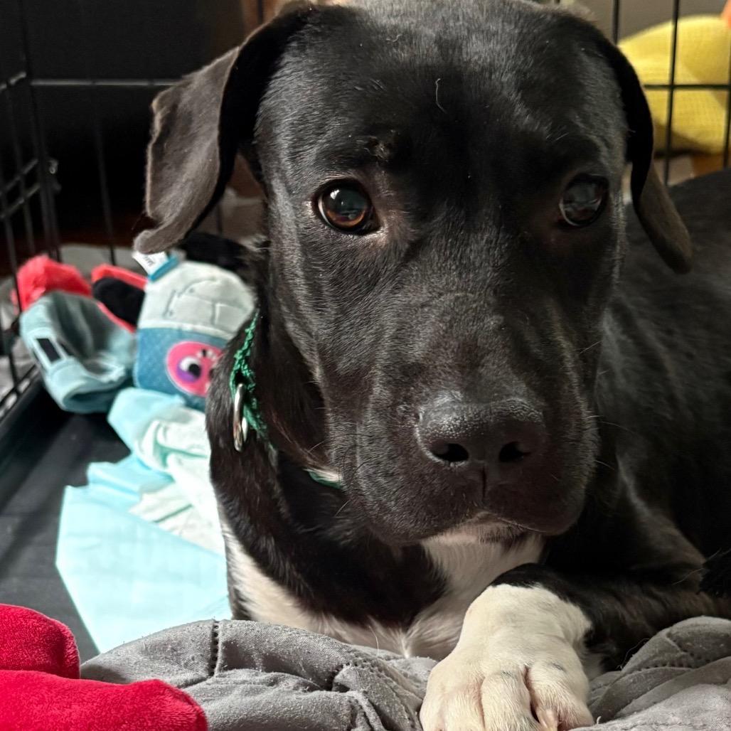 Enlarge Bart, a Adoptable Pit Bull Terrier in Greensboro, NC image 2/6