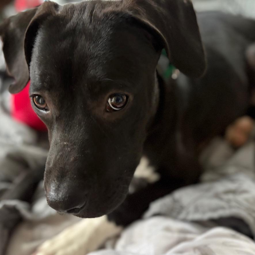 Enlarge Bart, a Adoptable Pit Bull Terrier in Greensboro, NC image 3/6