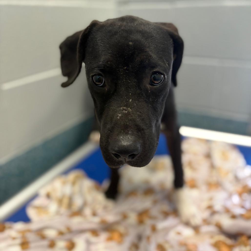 Enlarge Bart, a Adoptable Pit Bull Terrier in Greensboro, NC image 4/6