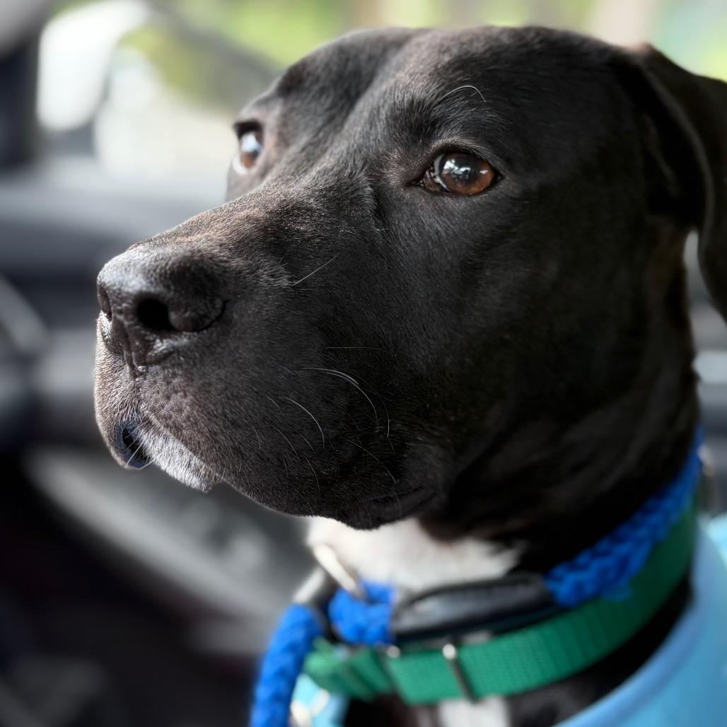 Enlarge Bart, a Adoptable Pit Bull Terrier in Greensboro, NC image 5/6