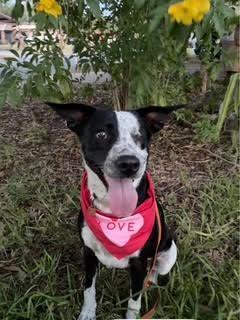 Enlarge Lola, a Adoptable mixed breed in McAllen, TX image 2/2