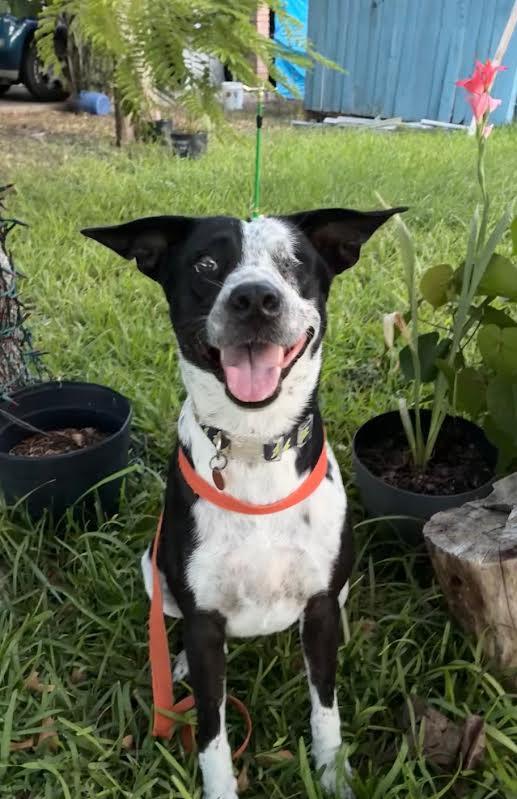 Lola, Adoptable, Adult Female Australian Shepherd.