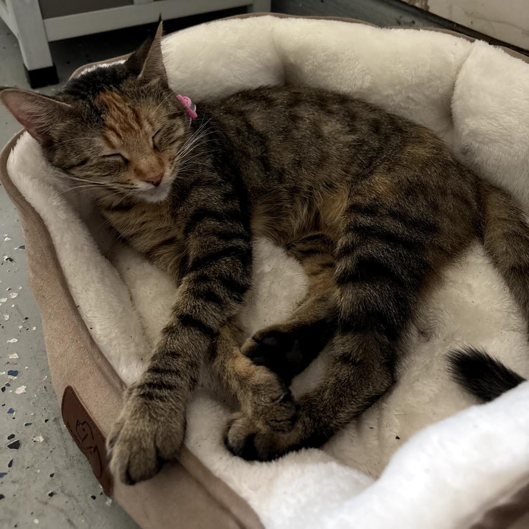 Enlarge Khloe, a Adoptable Domestic Short Hair in Houston, TX image 2/2