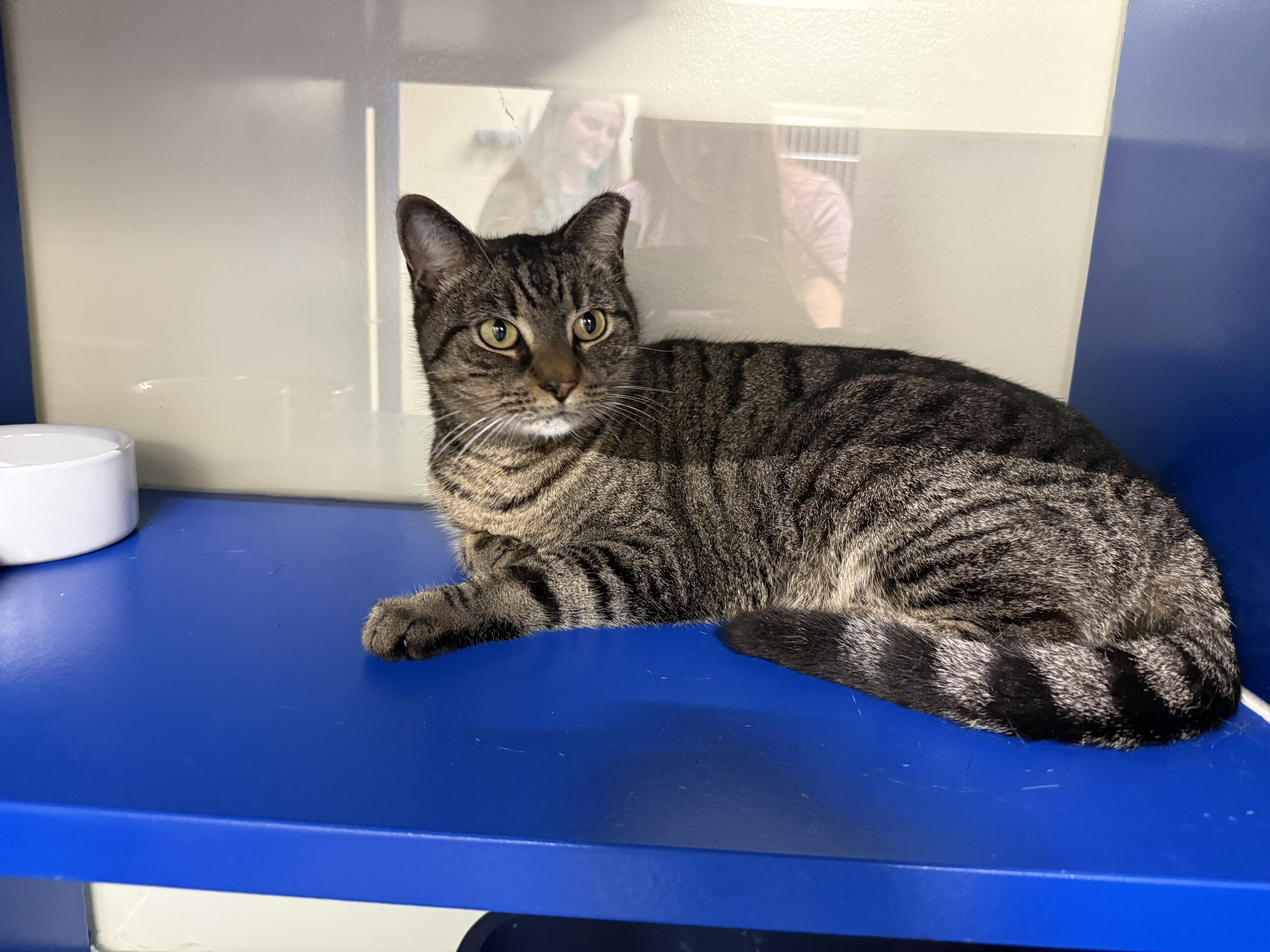 Optima, adopted, Adult Female Domestic Short Hair.